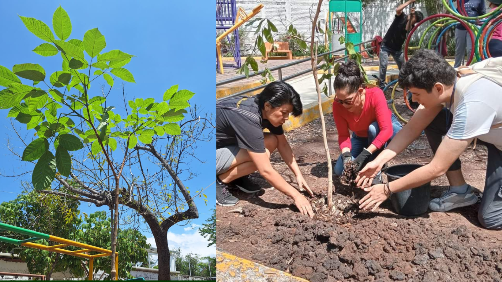 reforestacion